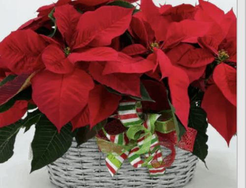 Pick Up Poinsettias at Pugh’s or Have Them Delivered for Poinsettia Day!