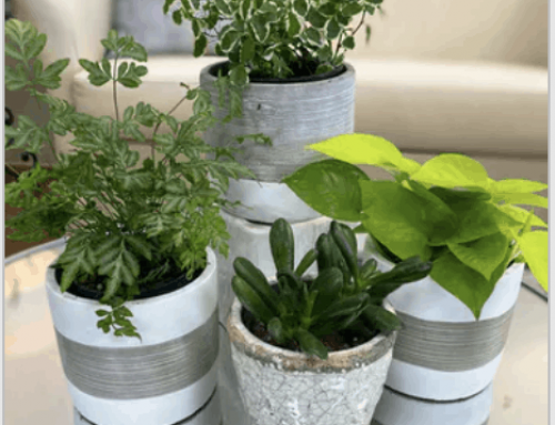 Celebrating the Health and Wellness Benefits of Plants