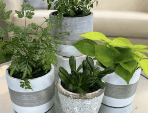 Get Ready for National Indoor Plant Week with Pugh’s Plant Collection