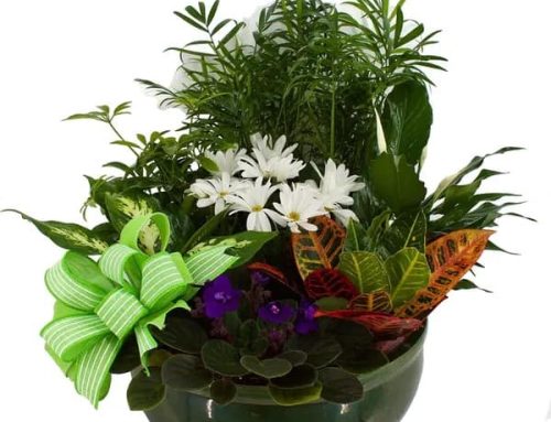 Shop for World Class Summer Flowers and Plants at Pugh’s Flowers