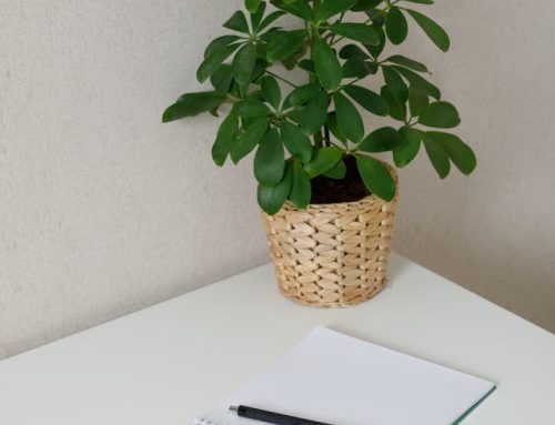 Decorate your Office with Fresh and Beautiful Plants from Pugh’s Flowers