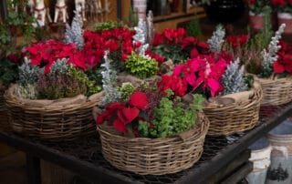 Red Poinsettias, White Poinsettias, Holiday Poinsettia Plants