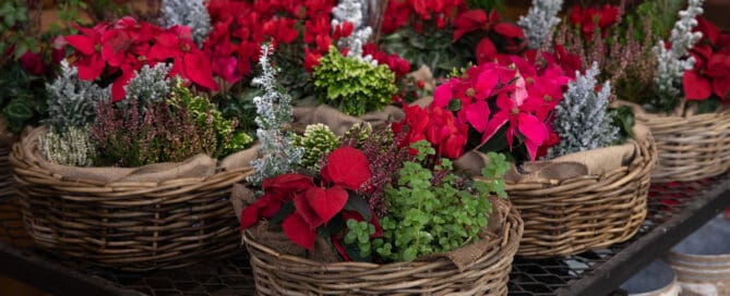 Red Poinsettias, White Poinsettias, Holiday Poinsettia Plants