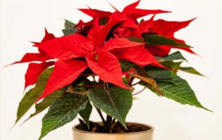 poinsettia