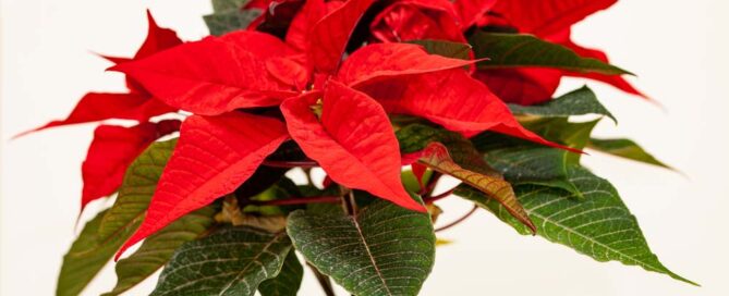 poinsettia