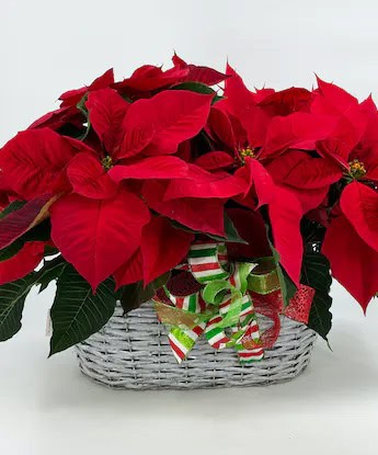 poinsettias