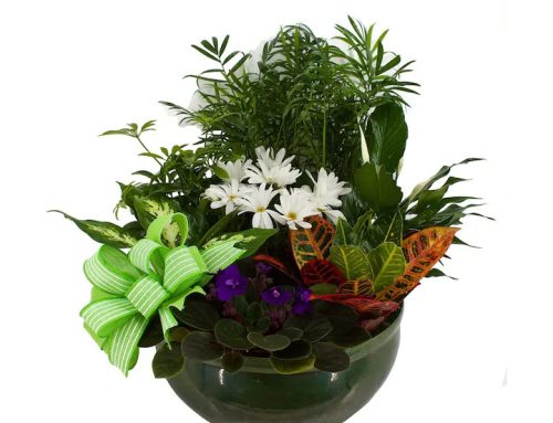 Browse Our Beautiful and Fresh Plants Perfect for Winter House Plants!