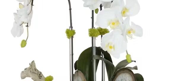 Pugh's Flowers Father's Day Floral Gifts Flowers, Succulent Plants, Gourmet Baskets