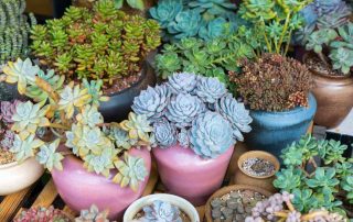 Pugh's Flowers Succulents and Permanent Botanicals Make Great Gifts SAME DAY PLANT DELIVERY ANYWHERE IN MEMPHIS