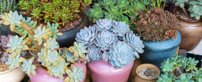 Pugh's Flowers Succulents and Permanent Botanicals Make Great Gifts SAME DAY PLANT DELIVERY ANYWHERE IN MEMPHIS