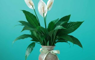 Administrative Professionals Peace Lily
