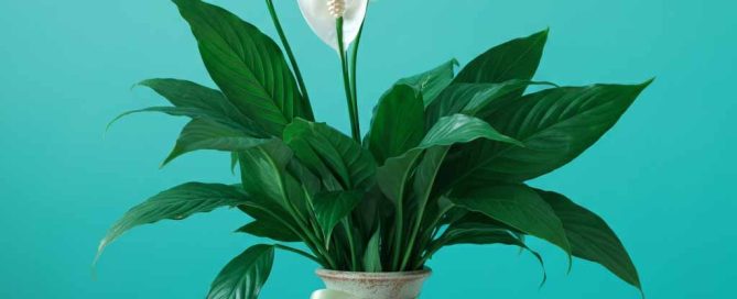 Administrative Professionals Peace Lily