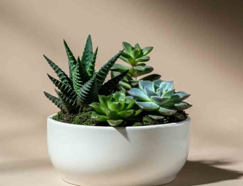 Father’s Day Plants and Flowers are Both Memorable and Meaningful