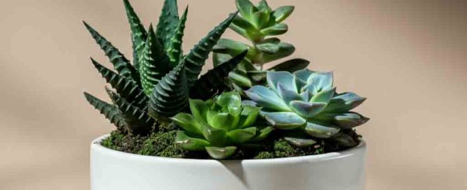 Succulent Garden Dish for Father's Day
