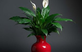 Mother's Day Peace Lily