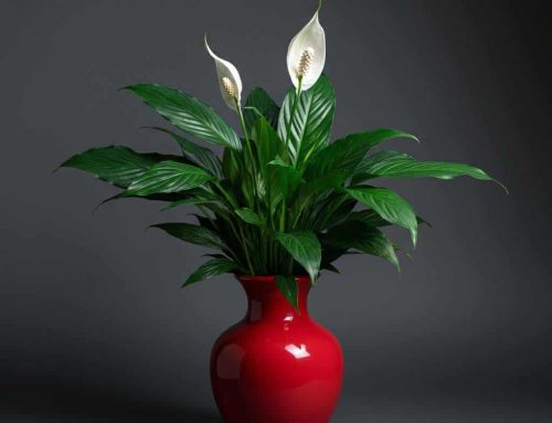 Mother’s Day Plants are the Perfect Gift to Honor and Celebrate Mom