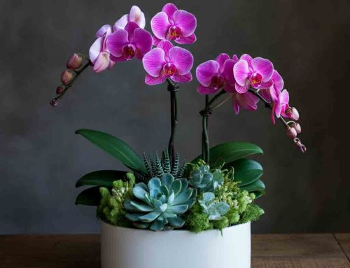 Show Encouragement and Appreciation with Back-to-School Plants and Flowers