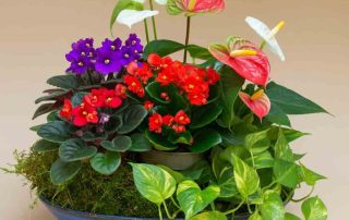 vibrant color and lush greenery nestled in a rustic 15x15" wooden crate, this mix features individually potted indoor favorites: the soft, velvety blooms of African violets, the cheerful pops of color from Rieger begonias and kalanchoes, and the striking heart-shaped flowers of anthurium. Complemented by the trailing beauty of a classic pothos, this crate brings both floral flair and foliage freshness.