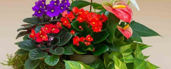 vibrant color and lush greenery nestled in a rustic 15x15" wooden crate, this mix features individually potted indoor favorites: the soft, velvety blooms of African violets, the cheerful pops of color from Rieger begonias and kalanchoes, and the striking heart-shaped flowers of anthurium. Complemented by the trailing beauty of a classic pothos, this crate brings both floral flair and foliage freshness.