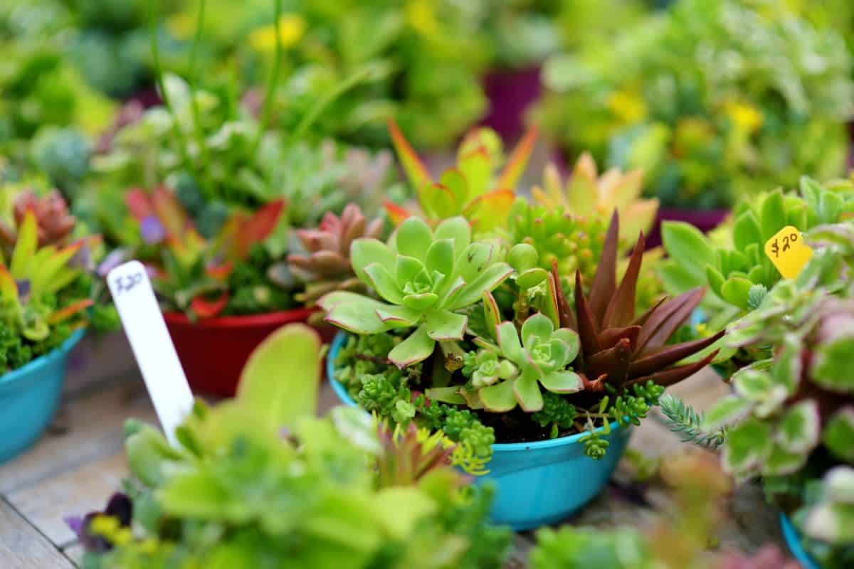 Plants To Celebrate National Indoor Plant Week Pughs Flowers Blog