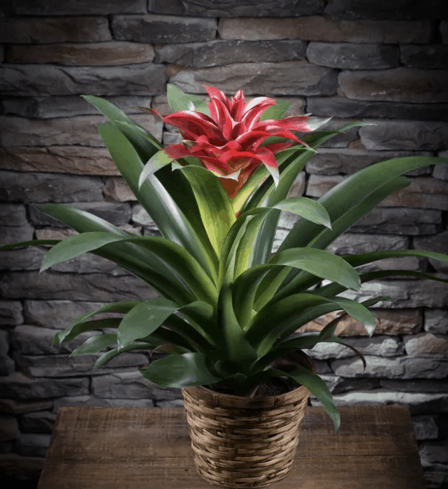 Plants To Celebrate National Indoor Plant Week Pughs Flowers Blog