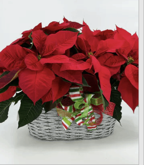Pick Up Poinsettias at Pugh’s or Have Them Delivered for Poinsettia Day!
