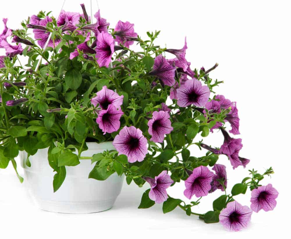 Shop With Us for The Best Mother’s Day Plants in Memphis. (Apply Discount Coupons for Savings!)