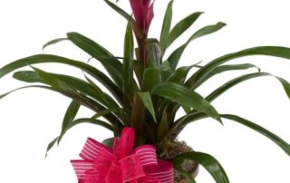 Pugh's Flowers Mother's Day Plants & Gifts FLOWERING BASKETS, CERAMIC DISH GARDENS, EXOTIC ORCHIDS
