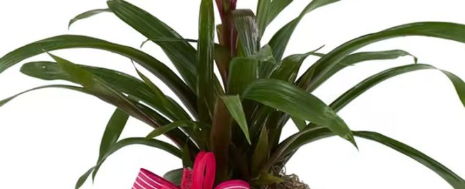 Pugh's Flowers Mother's Day Plants & Gifts FLOWERING BASKETS, CERAMIC DISH GARDENS, EXOTIC ORCHIDS