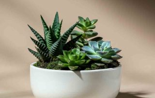 Succulent Garden Dish for Father's Day