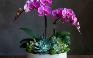 Mixed succulents and Orchids in Garden Dish