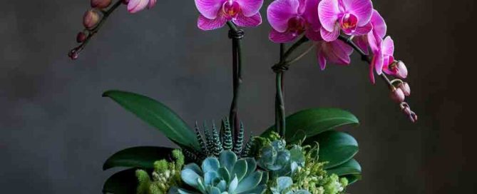 Mixed succulents and Orchids in Garden Dish